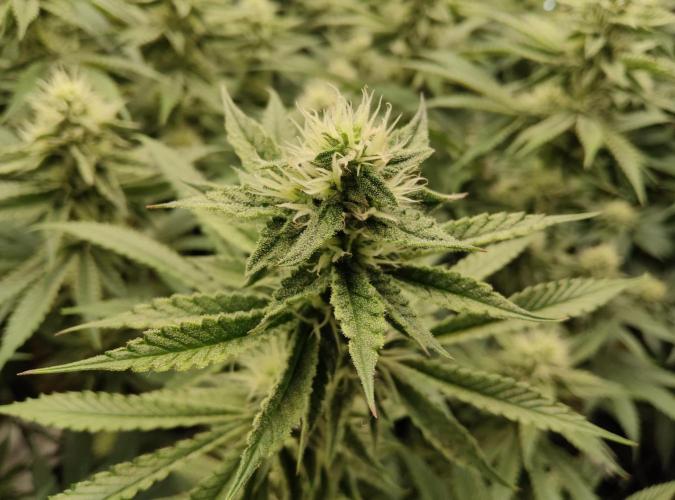 Anesia & Royal Queen Seeds Mix. Week 12 - GG4