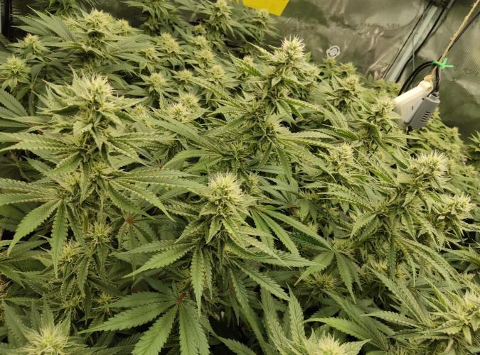 Anesia & Royal Queen Seeds Mix. Week 12 - GG4