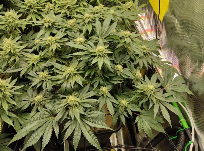 Anesia & Royal Queen Seeds Mix. Week 12 - Strawberry Pop Rocks 