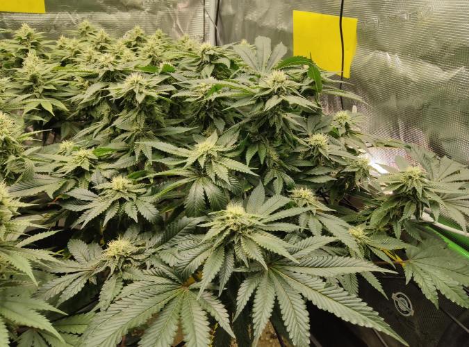 Anesia & Royal Queen Seeds Mix. Week 12 - Strawberry Pop Rocks 