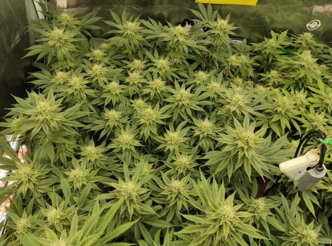 Anesia & Royal Queen Seeds Mix. Week 12 - Amnesia Haze 