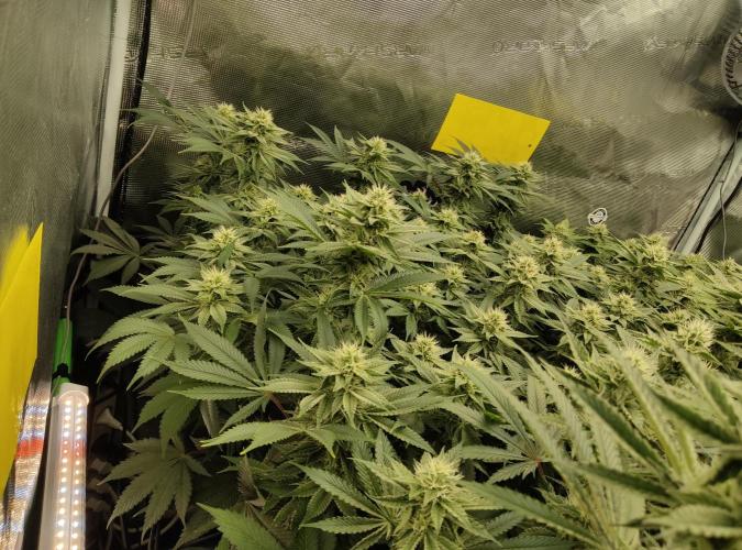 Anesia & Royal Queen Seeds Mix. Week 12 - Amnesia Haze 