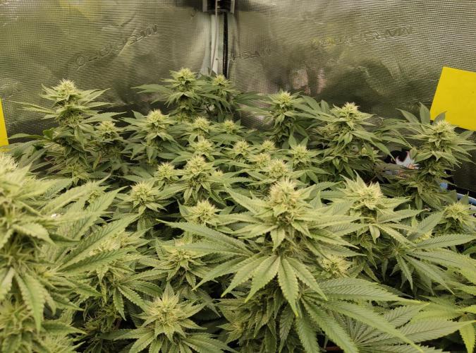 Anesia & Royal Queen Seeds Mix. Week 12 - Amnesia Haze 