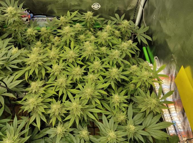 Anesia & Royal Queen Seeds Mix. Week 12 - Frozen Black Cherry 