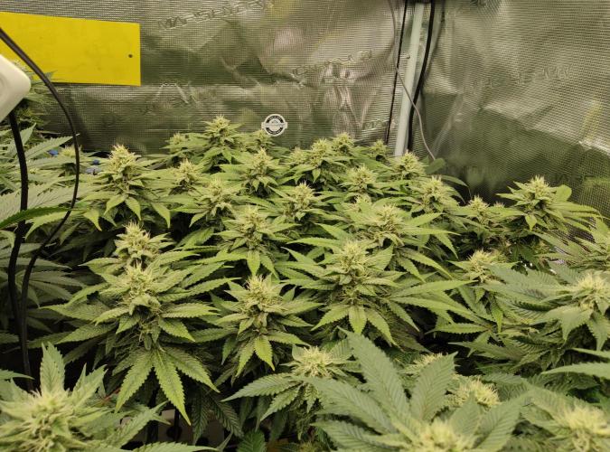 Anesia & Royal Queen Seeds Mix. Week 12 - Frozen Black Cherry 