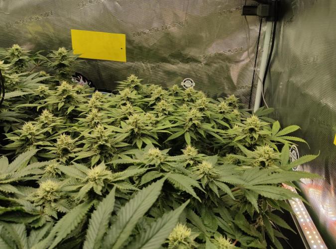 Anesia & Royal Queen Seeds Mix. Week 12 - Frozen Black Cherry 