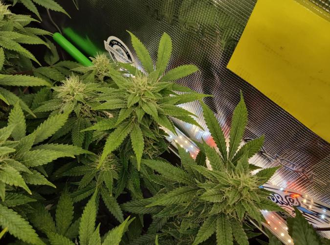 Anesia & Royal Queen Seeds Mix. Week 12 - Frozen Black Cherry 