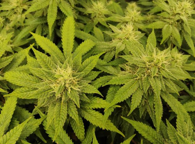 Anesia & Royal Queen Seeds Mix. Week 12 - Frozen Black Cherry 
