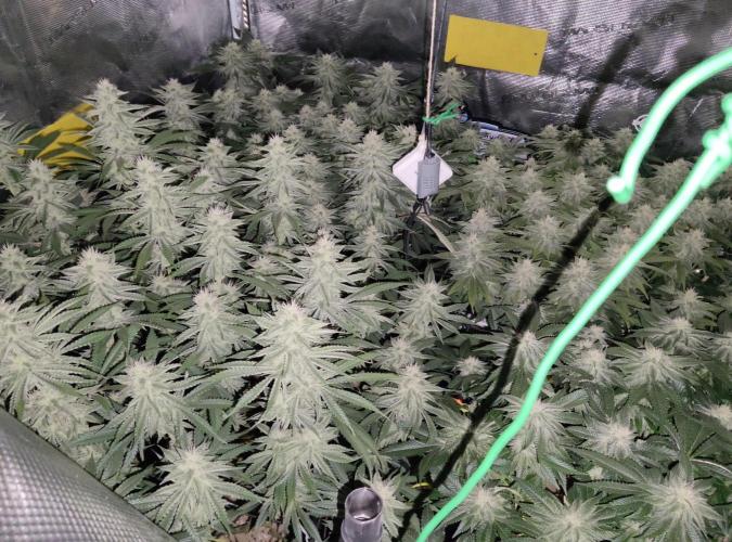 Anesia & Royal Queen Seeds Mix. Week 12