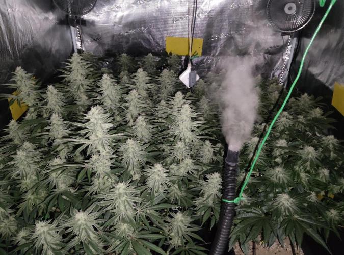 Anesia & Royal Queen Seeds Mix. Week 12