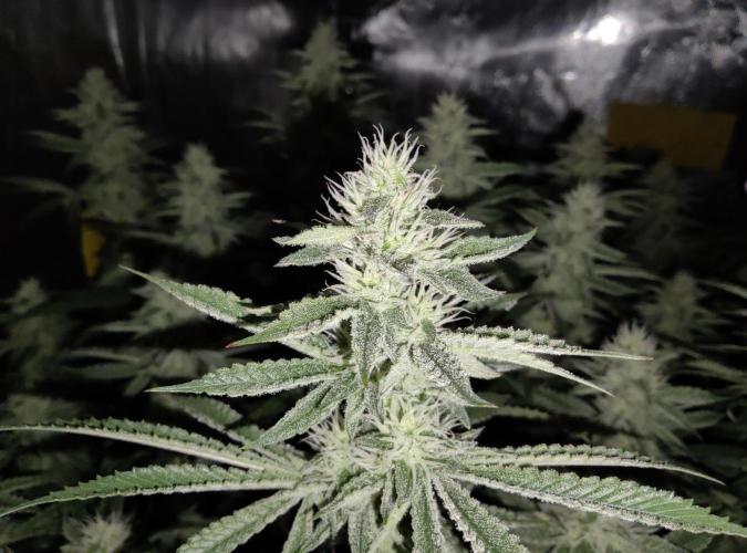 Anesia & Royal Queen Seeds Mix. Week 12