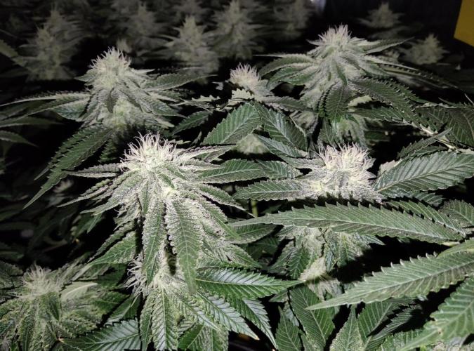 Anesia & Royal Queen Seeds Mix. Week 12