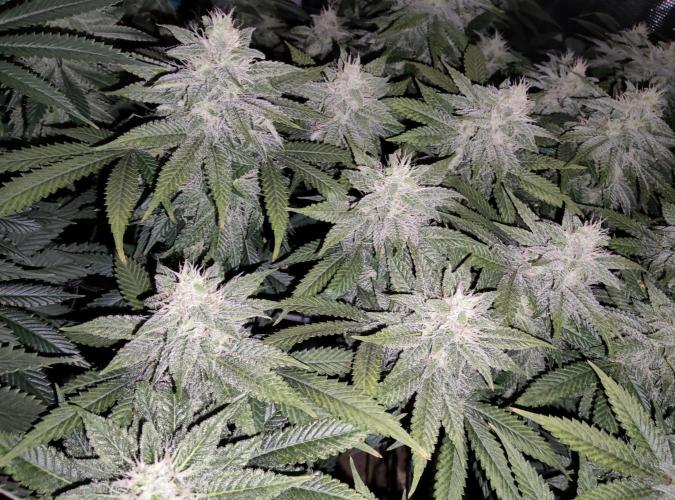 Anesia & Royal Queen Seeds Mix. Week 12