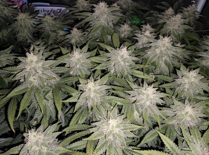 Anesia & Royal Queen Seeds Mix. Week 12