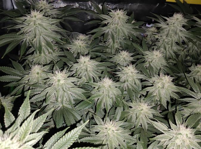Anesia & Royal Queen Seeds Mix. Week 12
