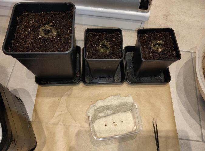 Frozen Biscotti ❄️🍪 SCROG. Week 0