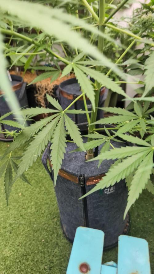 First Outdoor Run 2025 - Honey Peach CBD | Auto Girl Scout Cookies | Wedding Cheesecake Auto
