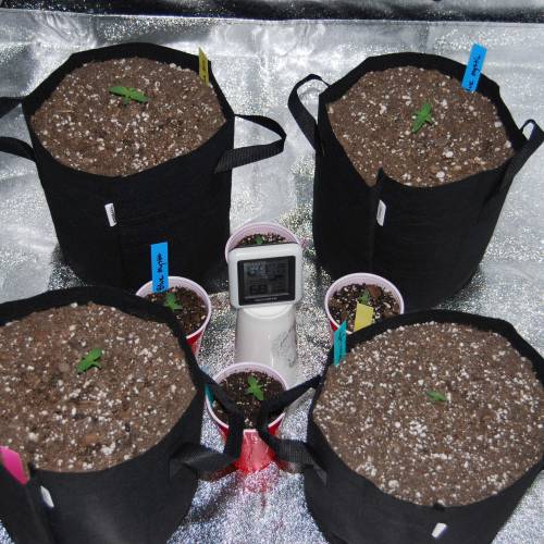 Nirvana Autoflowers. Week 2 - Current setup