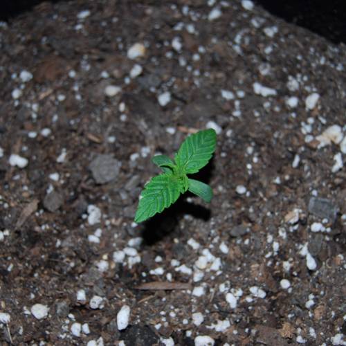 Nirvana Autoflowers. Week 2 - About a week after popping out the soil