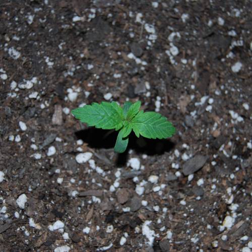 Nirvana Autoflowers. Week 2 - About a week after popping out the soil