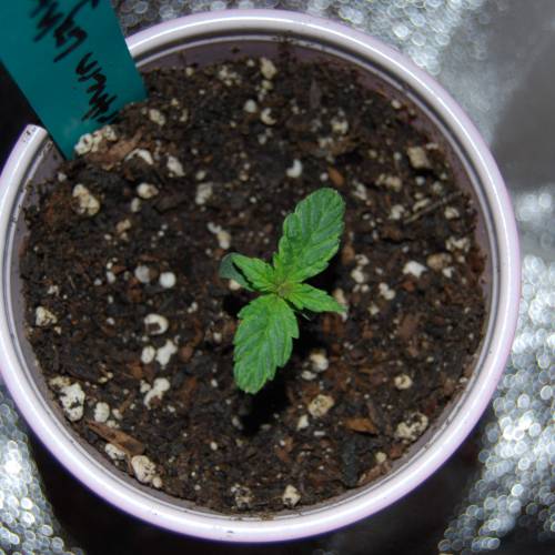 Nirvana Autoflowers. Week 2 - Possible nute burn from the soil? About a week after popping out the soil