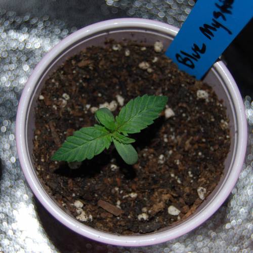 Nirvana Autoflowers. Week 2 - About a week after popping out the soil