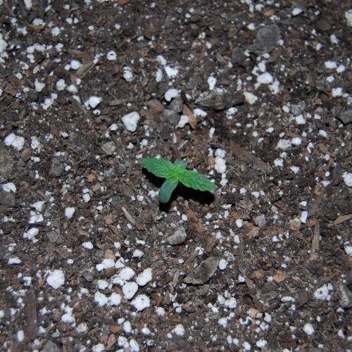 Nirvana Autoflowers. Week 2 - About a week after popping out the soil