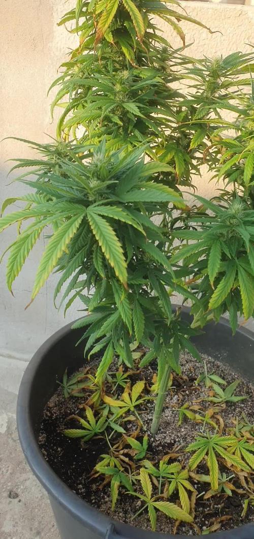 Dos Si Dos 33 - Barney's Farm - Outdoor 2025