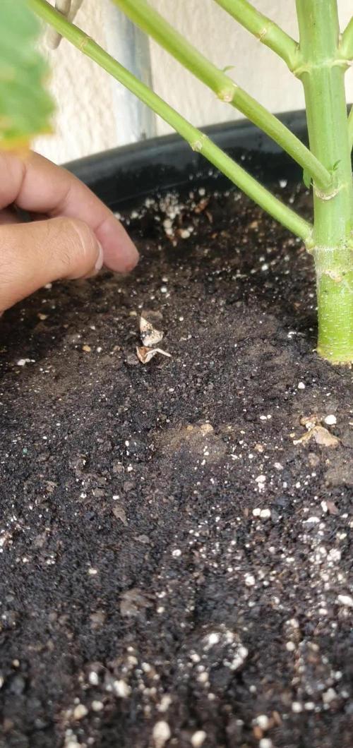 Runtz X Layer Cake - Outdoor 2025