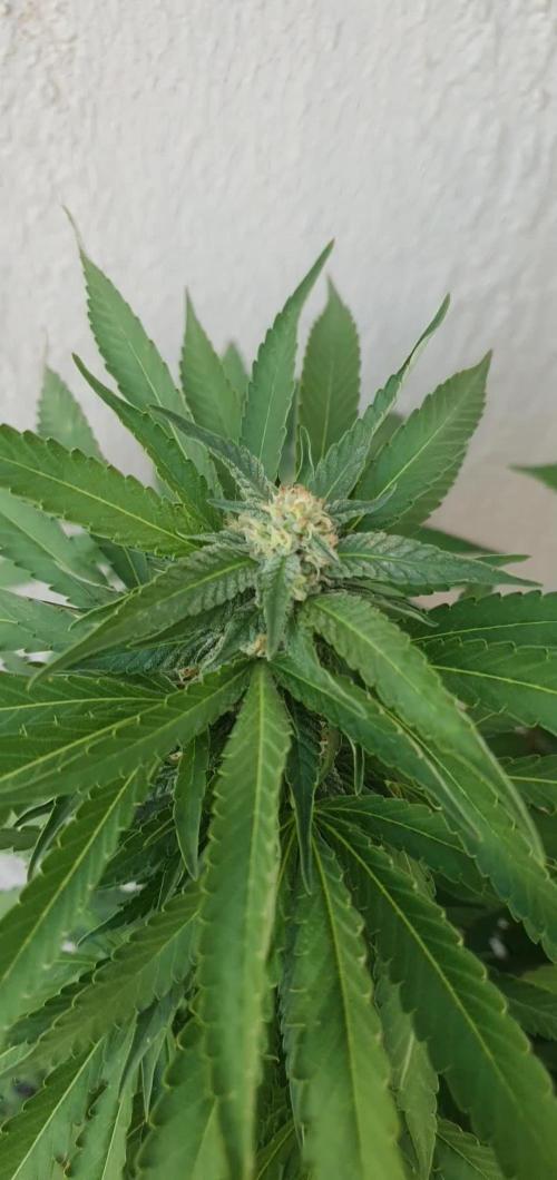 Runtz X Layer Cake - Outdoor 2025