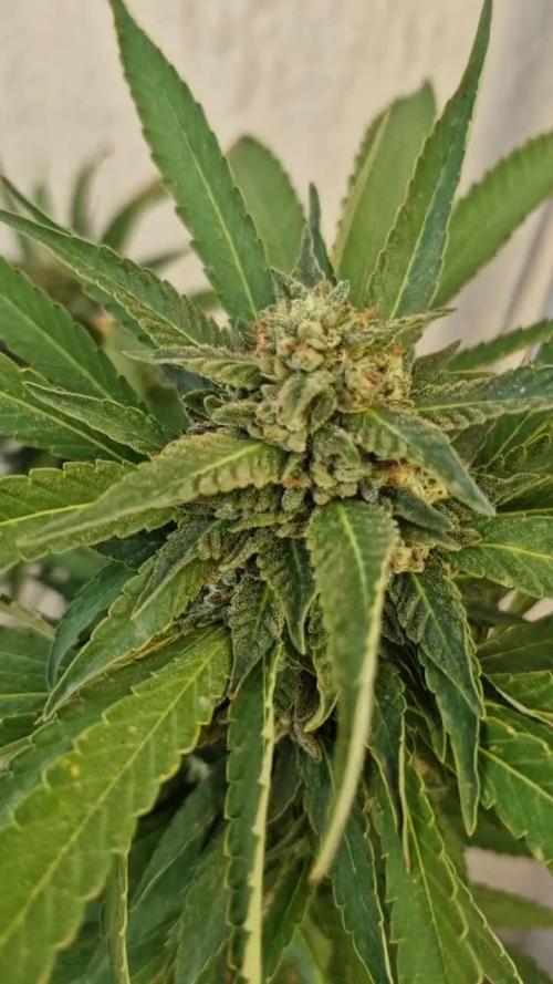 Runtz X Layer Cake - Outdoor 2025