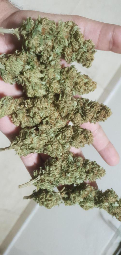 Runtz X Layer Cake - Outdoor 2025. Week 19 - Nov 30