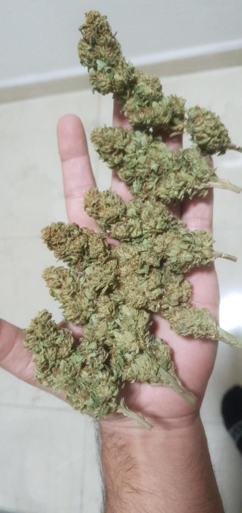 Runtz X Layer Cake - Outdoor 2025. Week 19 - Nov 30