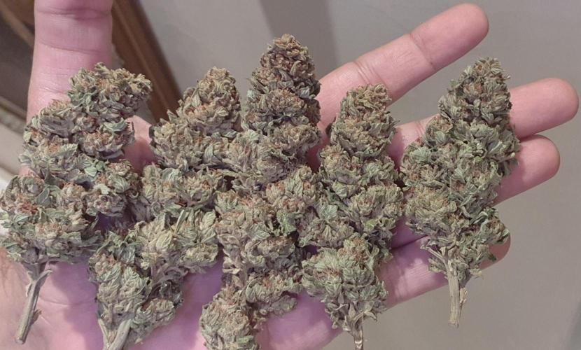 Runtz X Layer Cake - Outdoor 2025. Week 19 - 30 November