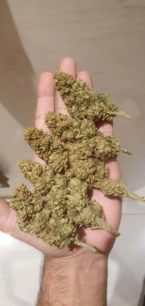 Runtz X Layer Cake - Outdoor 2025. Week 19 - Nov 30