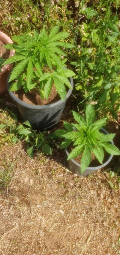 Master Kush Outdoor