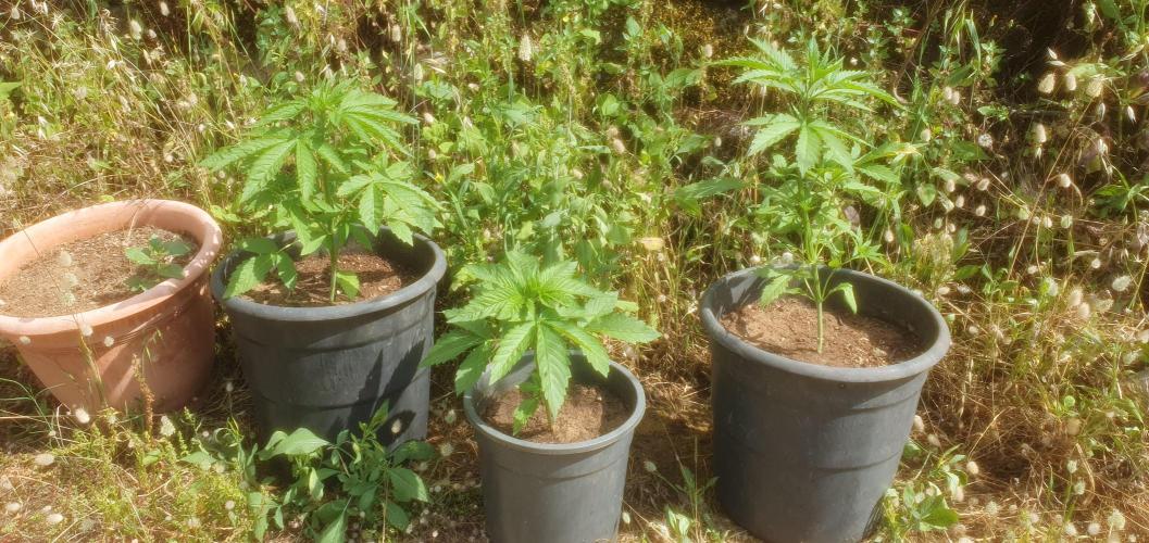 Master Kush Outdoor. Week 4 - Week 4 June 7