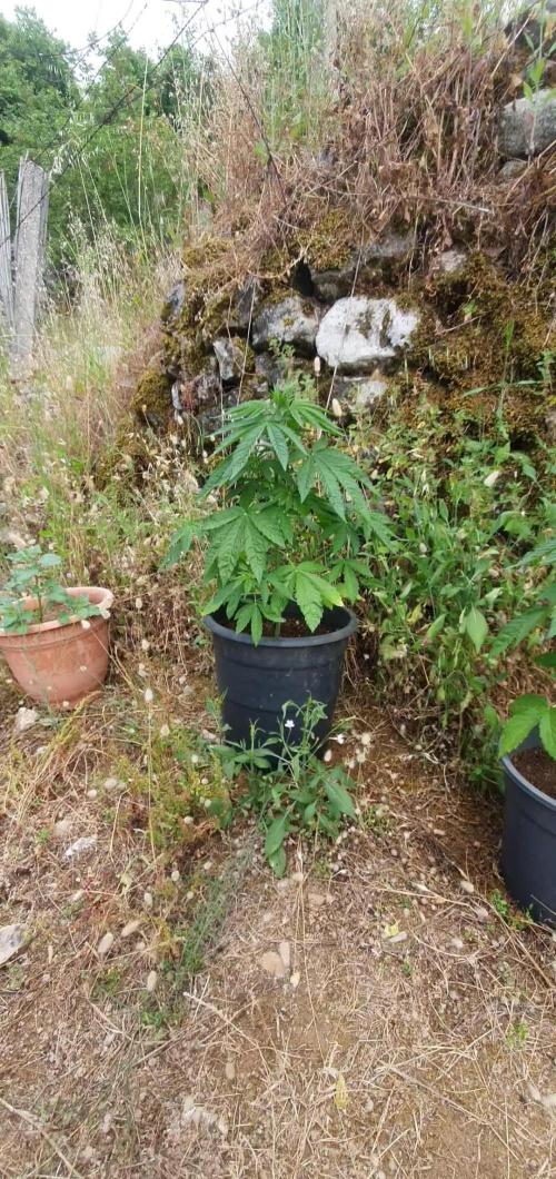 Master Kush Outdoor