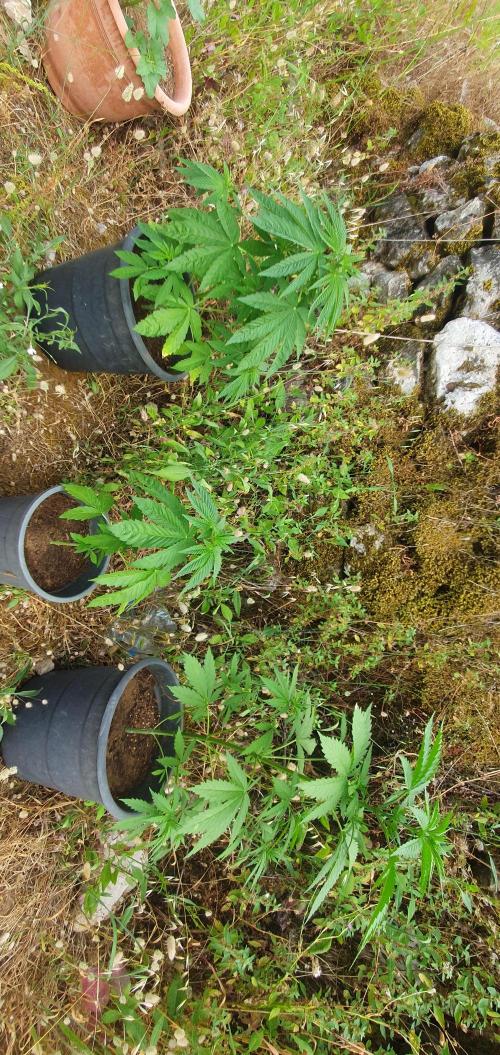 Master Kush Outdoor. Week 6 - Week 6 June 14 