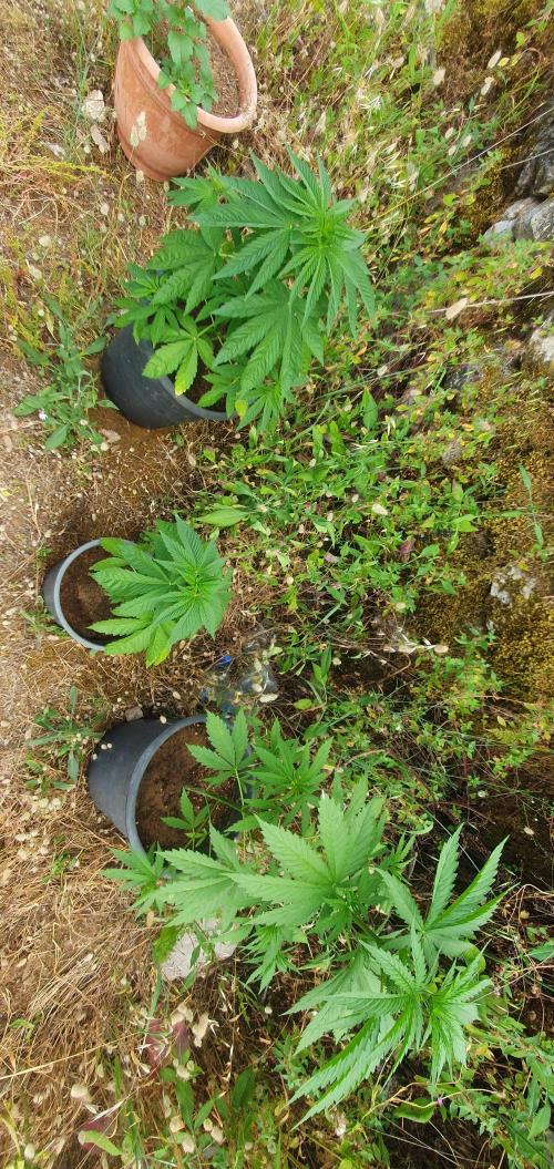 Master Kush Outdoor. Week 6 - Week 6 June 14 