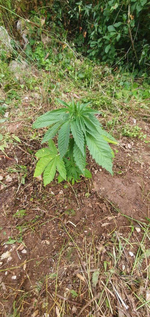 Master Kush Outdoor. Week 7 - Week 7 June 21 Pheno 2 