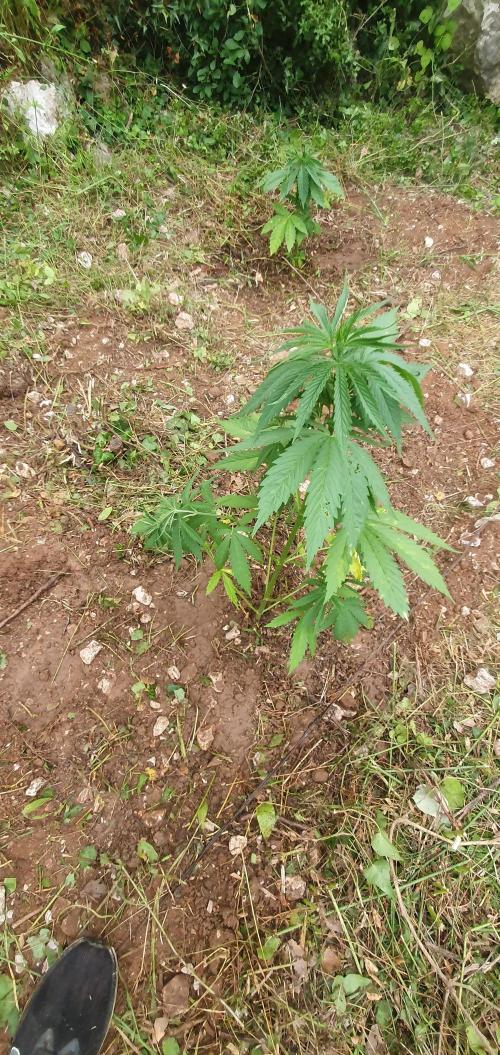 Master Kush Outdoor. Week 7 - Week 7 June 21 Pheno 3 