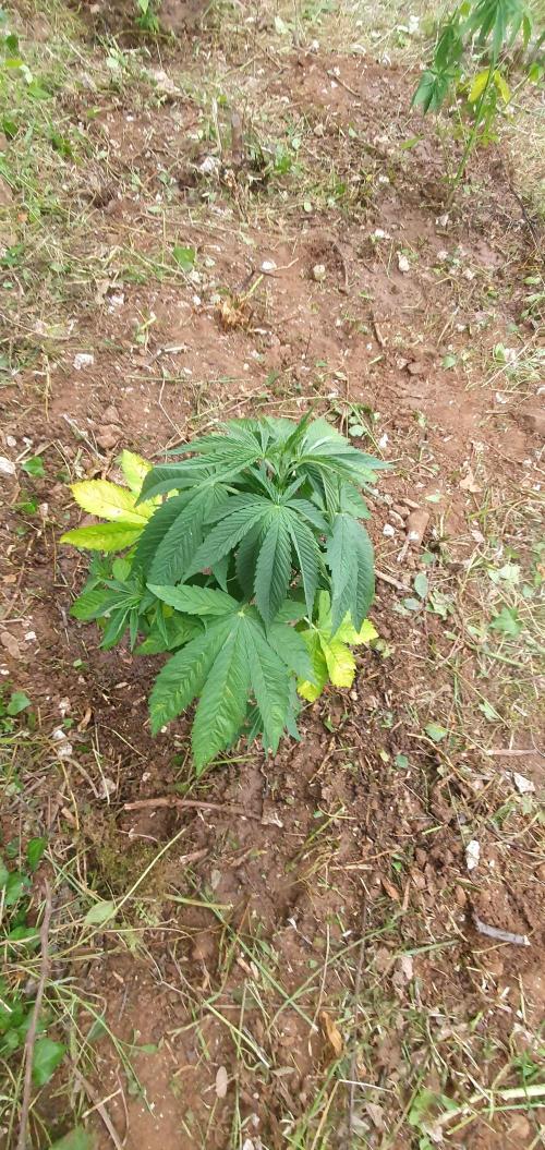 Master Kush Outdoor. Week 7 - Week 7 June 21 Pheno 1