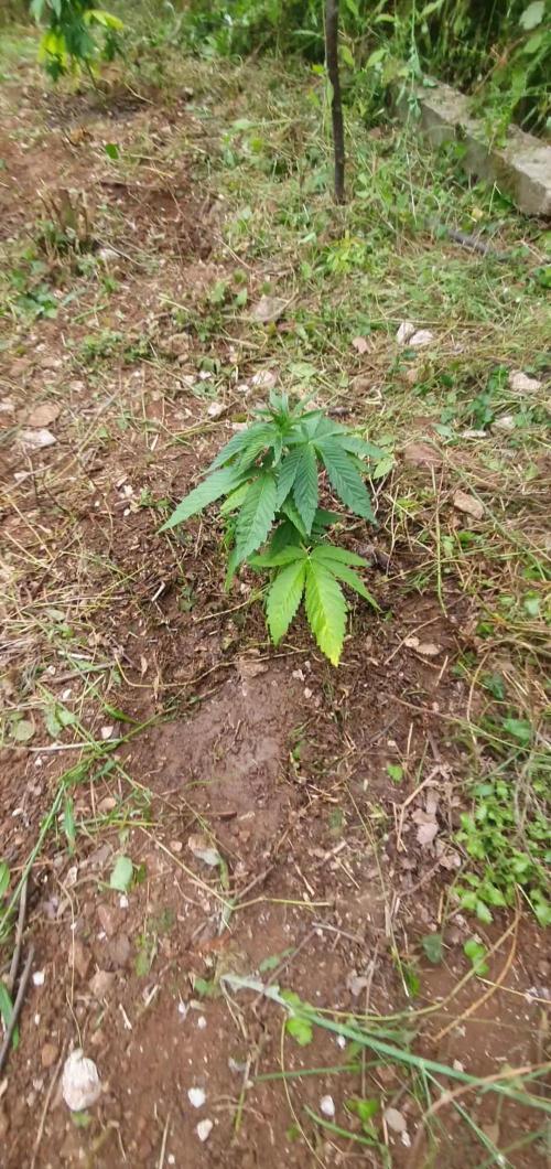 Master Kush Outdoor
