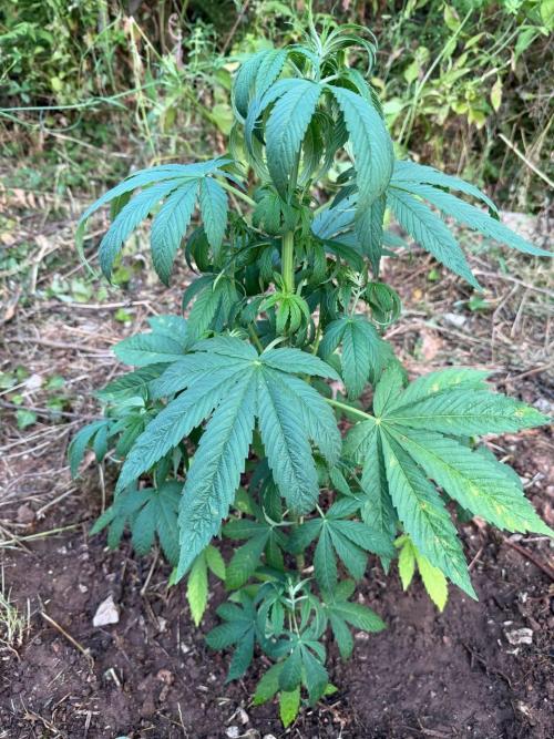 Master Kush Outdoor. Week 8 - Week 8 June 28 