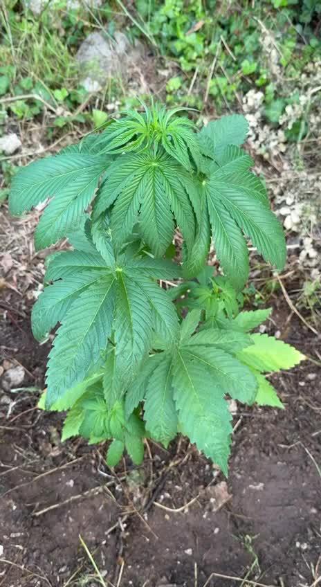 Master Kush Outdoor