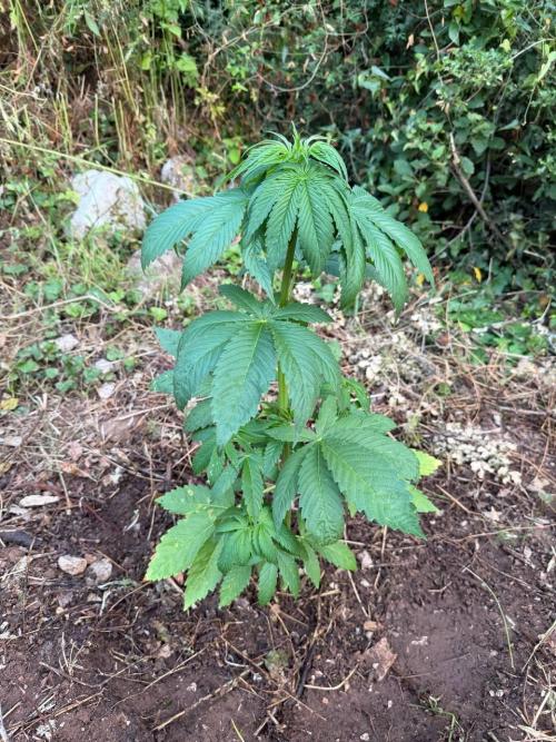 Master Kush Outdoor. Week 8 - Week 8 June 28 