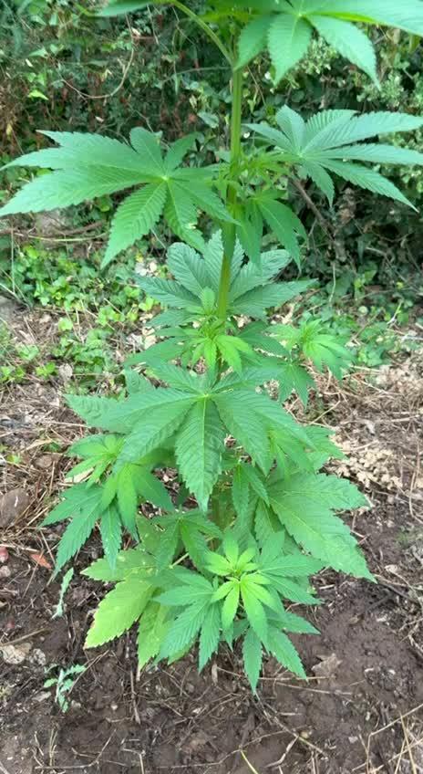 Master Kush Outdoor