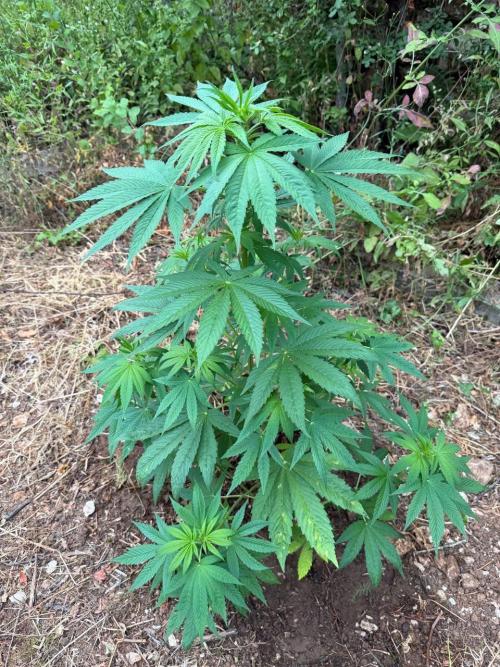 Master Kush Outdoor. Week 9 - Week 9 July 5