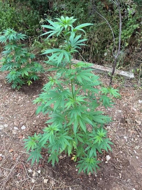 Master Kush Outdoor. Week 9 - Week 9 July 5